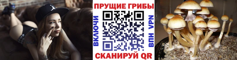 Галлюциногенные грибы мицелий  цена наркотик  Кубинка 